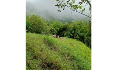 Venta finca en la Garrucha Fredonia Suroeste Antioqueño