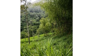 Venta finca en la Garrucha Fredonia Suroeste Antioqueño