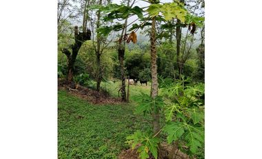 Venta finca en la Garrucha Fredonia Suroeste Antioqueño