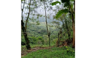 Venta finca en la Garrucha Fredonia Suroeste Antioqueño