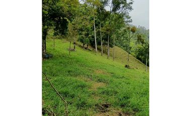 Venta finca en la Garrucha Fredonia Suroeste Antioqueño