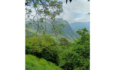 Venta finca en la Garrucha Fredonia Suroeste Antioqueño