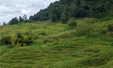 Venta finca lechera el cerro Fredonia suroeste Antioqueño