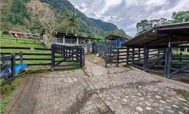 Venta finca lechera el cerro Fredonia suroeste Antioqueño