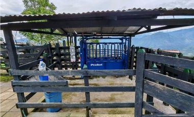 Venta finca lechera el cerro Fredonia suroeste Antioqueño