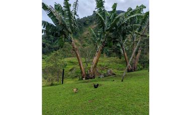 Venta finca lechera el cerro Fredonia suroeste Antioqueño