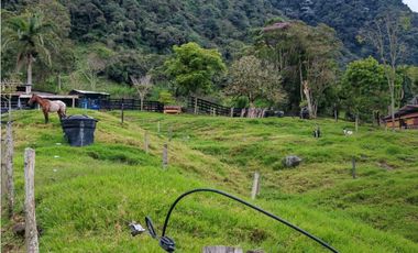 Venta finca lechera el cerro Fredonia suroeste Antioqueño