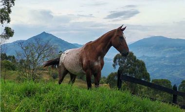 Venta finca lechera el cerro Fredonia suroeste Antioqueño