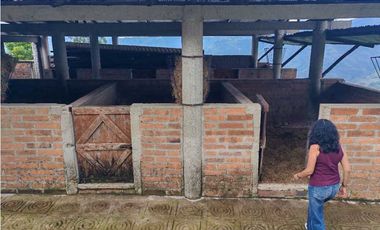 Venta finca lechera el cerro Fredonia suroeste Antioqueño