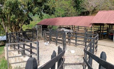 Venta finca en Venecia suroeste antioqueño