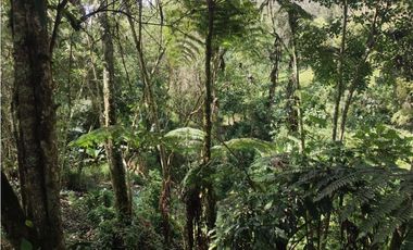Vive entre naturaleza y tranquilidad en La Ceja. finca en venta