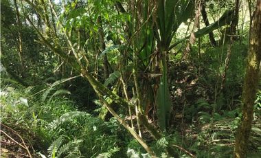 Vive entre naturaleza y tranquilidad en La Ceja. finca en venta