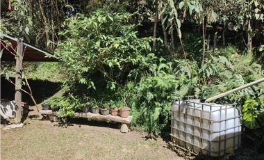 Vive entre naturaleza y tranquilidad en La Ceja. finca en venta