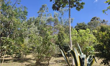 Vive entre naturaleza y tranquilidad en La Ceja. finca en venta