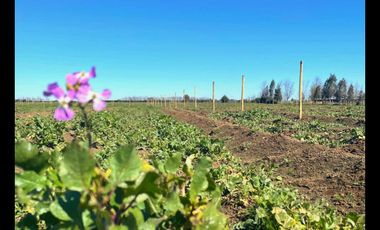 Parcela en venta  en CHILLÁN