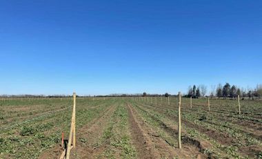 Parcela en venta  en CHILLÁN