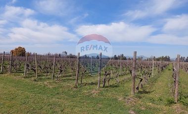 ¡Exclusiva Parcela con Viña en Colchagua!