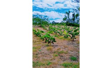 Se vende finca en Quimbaya, Quindío