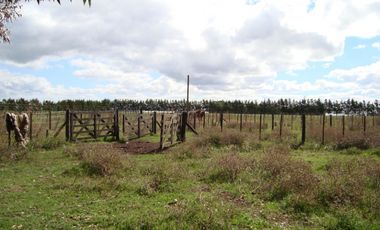 Campo Mar Chiquita 38 Hectareas