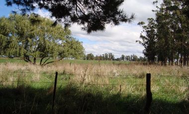 Campo Mar Chiquita 38 Hectareas