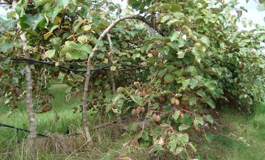 Campo Mar Chiquita 38 Hectareas