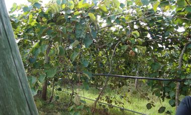 Campo Mar Chiquita 38 Hectareas