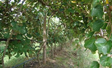 Campo Mar Chiquita 38 Hectareas