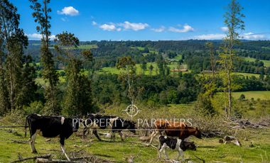 Campo de 92 hectáreas con alto potencial agrícola, ganadero y forestal en Purranque