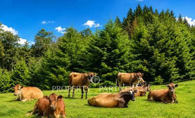 Campo de 92 hectáreas con alto potencial agrícola, ganadero y forestal en Purranque