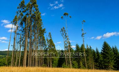 Campo de 92 hectáreas con alto potencial agrícola, ganadero y forestal en Purranque