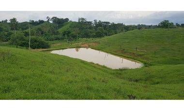 VENDE 96 HECTAREAS ENTRE MONTERIA Y PLANETA RICA