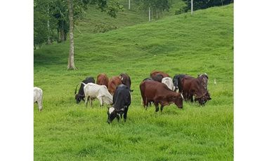 VENDE 96 HECTAREAS ENTRE MONTERIA Y PLANETA RICA