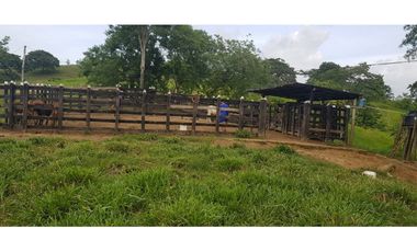 VENDE 96 HECTAREAS ENTRE MONTERIA Y PLANETA RICA