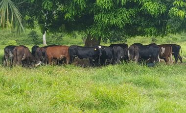 VENDE 96 HECTAREAS ENTRE MONTERIA Y PLANETA RICA