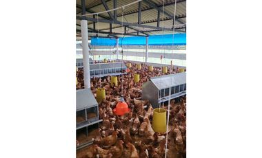 Finca Avícola Biosegura en Venta | Ebéjico Antioquia. 9 Hectáreas