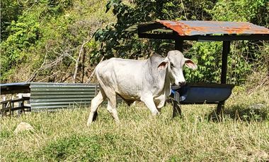 Finca Avícola Biosegura en Venta | Ebéjico Antioquia. 9 Hectáreas
