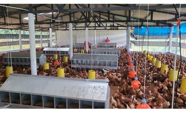 Finca Avícola Biosegura en Venta | Ebéjico Antioquia. 9 Hectáreas