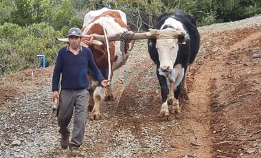 Parcela en venta  en LINARES
