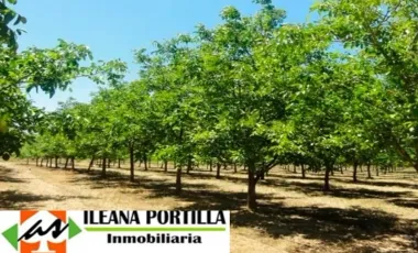 Cuatro Mil Nogales en Producción.