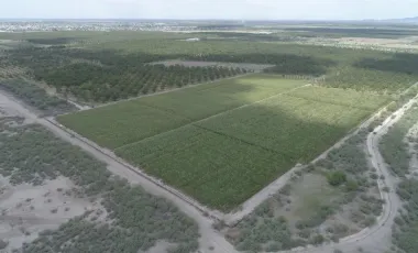 Cuatro Mil Nogales en Producción.