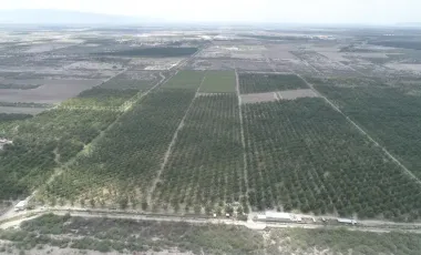 Cuatro Mil Nogales en Producción.