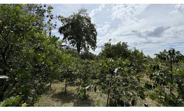 VENTA DE FINCA EN MONTENEGRO, QUINDO, COLOMBIA