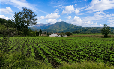 HACIENDA AGRCOLA EN VENTA | 65 HECTREAS – Imbabura