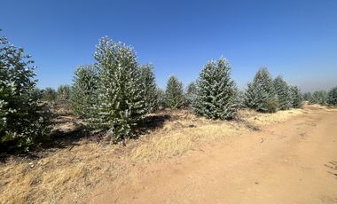 SE VENDE CAMPO -SECTOR REQUENGUA HUERTA MAULE