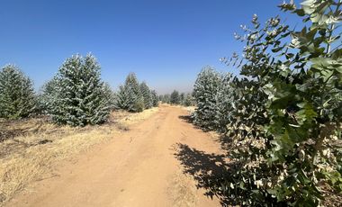 SE VENDE CAMPO -SECTOR REQUENGUA HUERTA MAULE