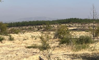 SE VENDE CAMPO -SECTOR REQUENGUA HUERTA MAULE