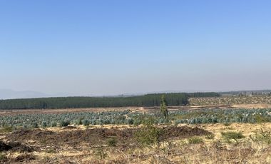 SE VENDE CAMPO -SECTOR REQUENGUA HUERTA MAULE