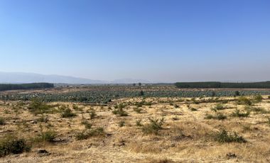 SE VENDE CAMPO -SECTOR REQUENGUA HUERTA MAULE