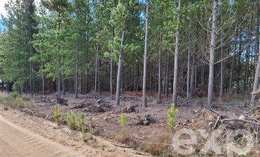 Agrícola en Venta en Vende sitio L44-5 vista amplia Alto Colorado Pichilemu