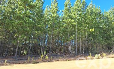 Agrícola en Venta en Vende sitio L44-5 vista amplia Alto Colorado Pichilemu